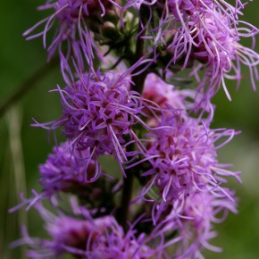 Lake Phalen Wildflower Walk July 20, 2011